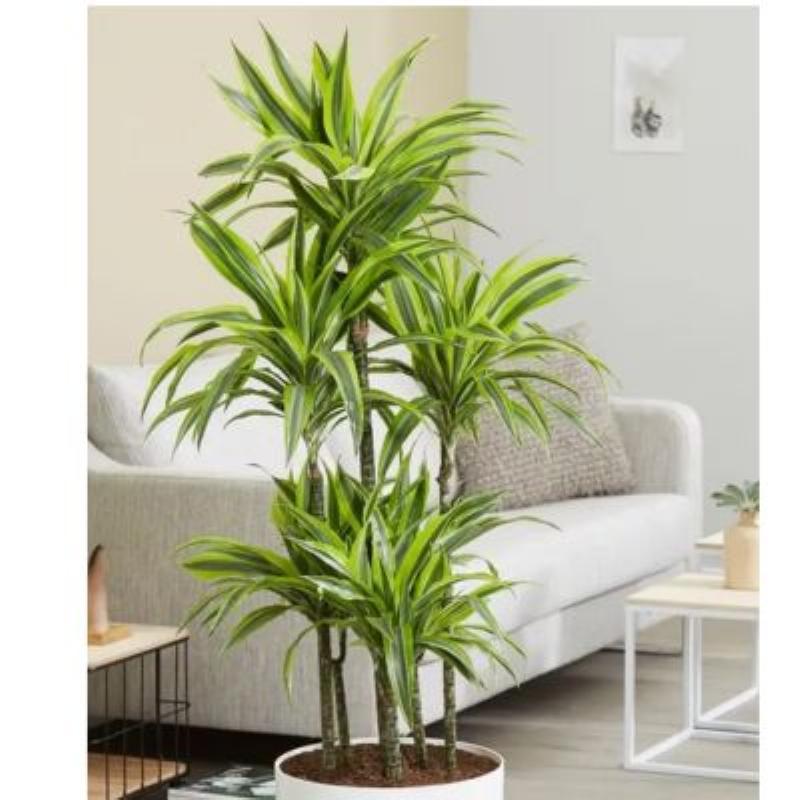 Bàn tay đang nhẹ nhàng tưới nước cho chậu cây cảnh xanh tốt, thể hiện sự quan tâm, chăm sóc, tượng trưng cho việc nuôi dưỡng năng lượng tích cực và tài lộc theo phong thuỷ.